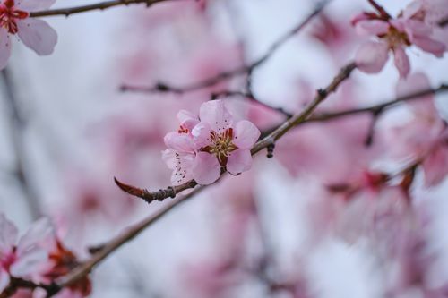 Free Delicate cherry blossoms in full bloom with soft focus background, captured in spring. Stock Photo