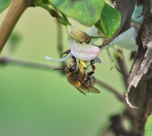 Free stock photo of bee, flower, insect