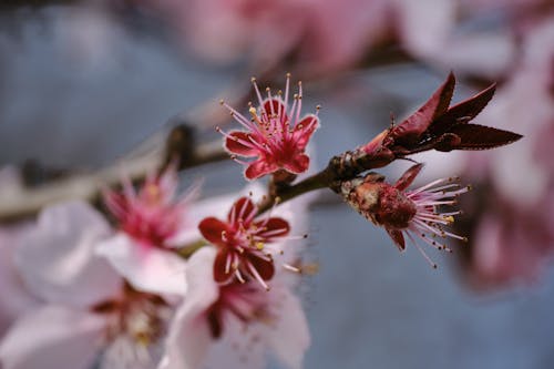 Ingyenes stockfotó cseresznyevirágok, elmosódott háttér, finom témában