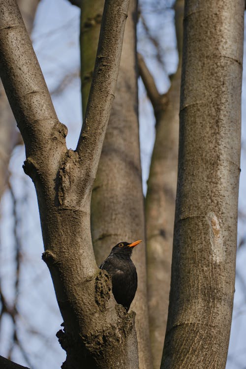 A Black Bird Perched on a Tree Branch