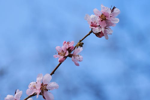 Close-Up Shot of Pink Cherry Blossoms in Bloom