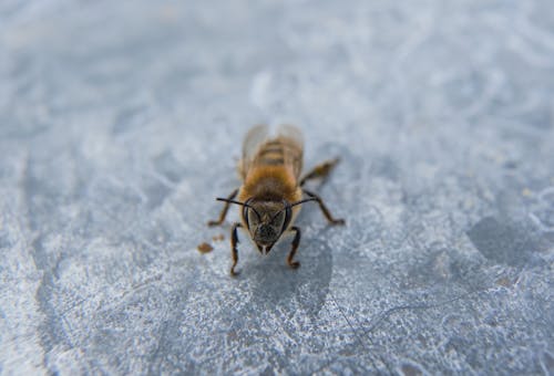 Close-Up Shot of a Bee