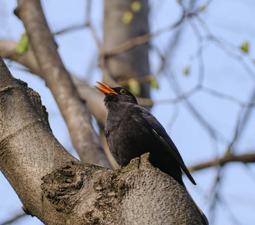 Free Close-Up Shot of a Black Bird Perched on a Tree Branch Stock Photo