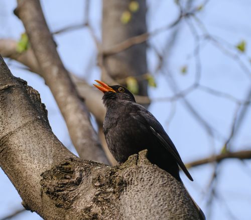 Free A blackbird sings perched on a tree branch, showcasing avian beauty in spring. Stock Photo