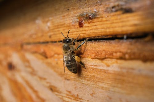 Close-Up Shot of a Bee on a Wood