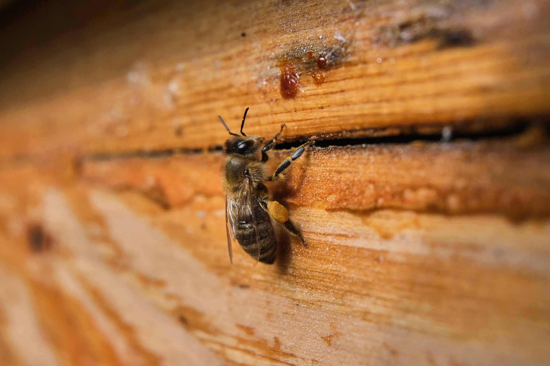 Close-Up Shot of a Bee on a Wood