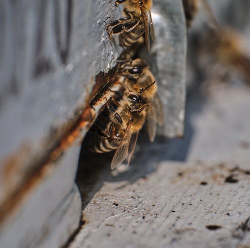 
A Close-Up Shot of Bees