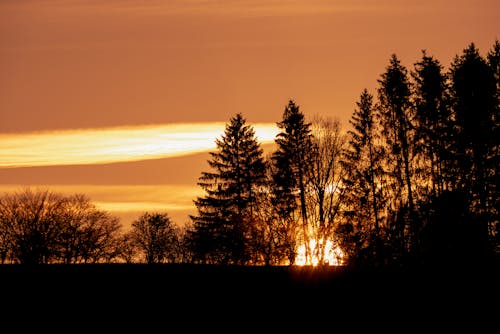 Gratis stockfoto met bomen, dageraad, natuur Stockfoto