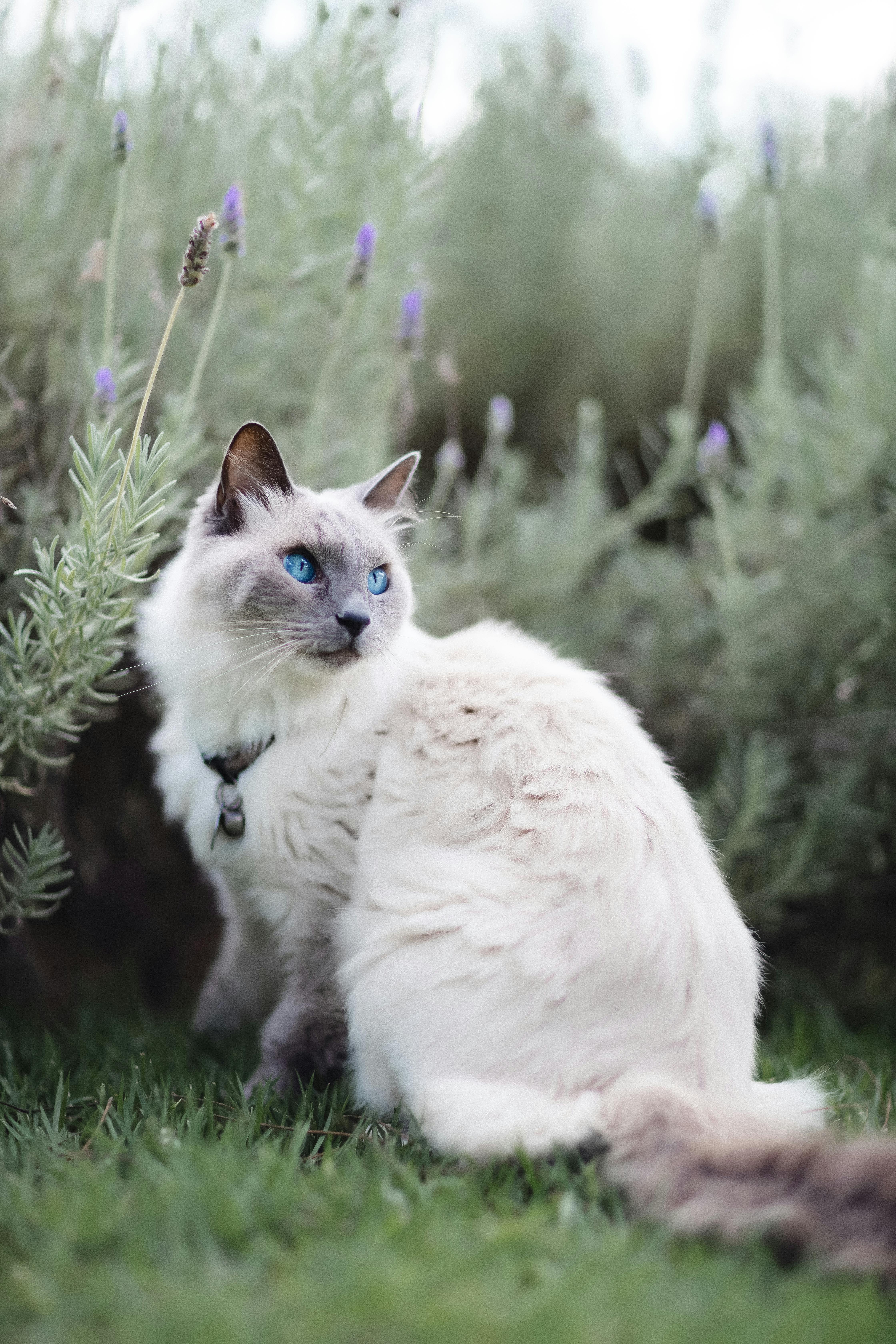 attentive purebred cat with fluffy fur sitting on grass