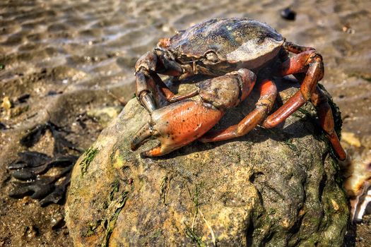 Detailed close-up of a crab resting on a rock at the beach, highlighting its claws and natural habitat.
