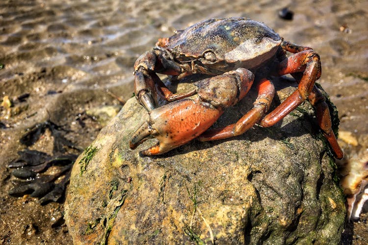 Crab On Stone