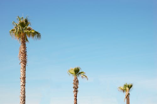 Photo of Fan Palm Trees