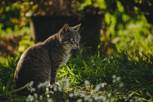 Free Close-Up Shot of a Tabby Cat Sitting on the Grass Stock Photo