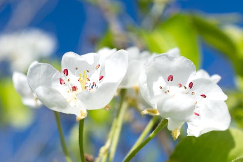 Beautiful White Cherry Blossoms in Bloom