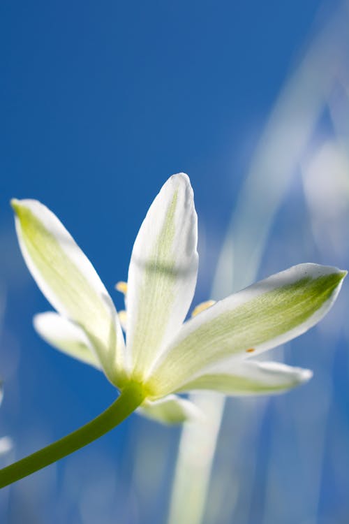 Close-Up Shot of a Blooming White Flower under the Blue Sky