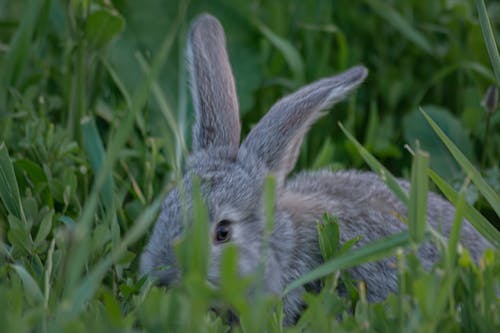 Fotos de stock gratuitas de animal, césped, conejo gris