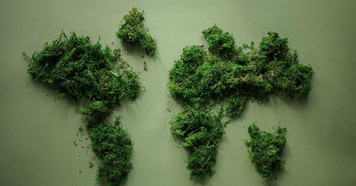 Draw a map of Nigeria showing the vegetation