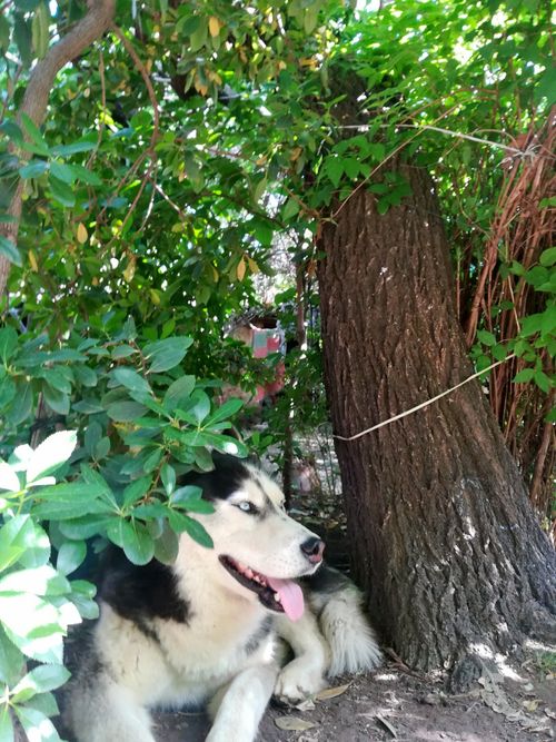 Free stock photo of dog Stock Photo