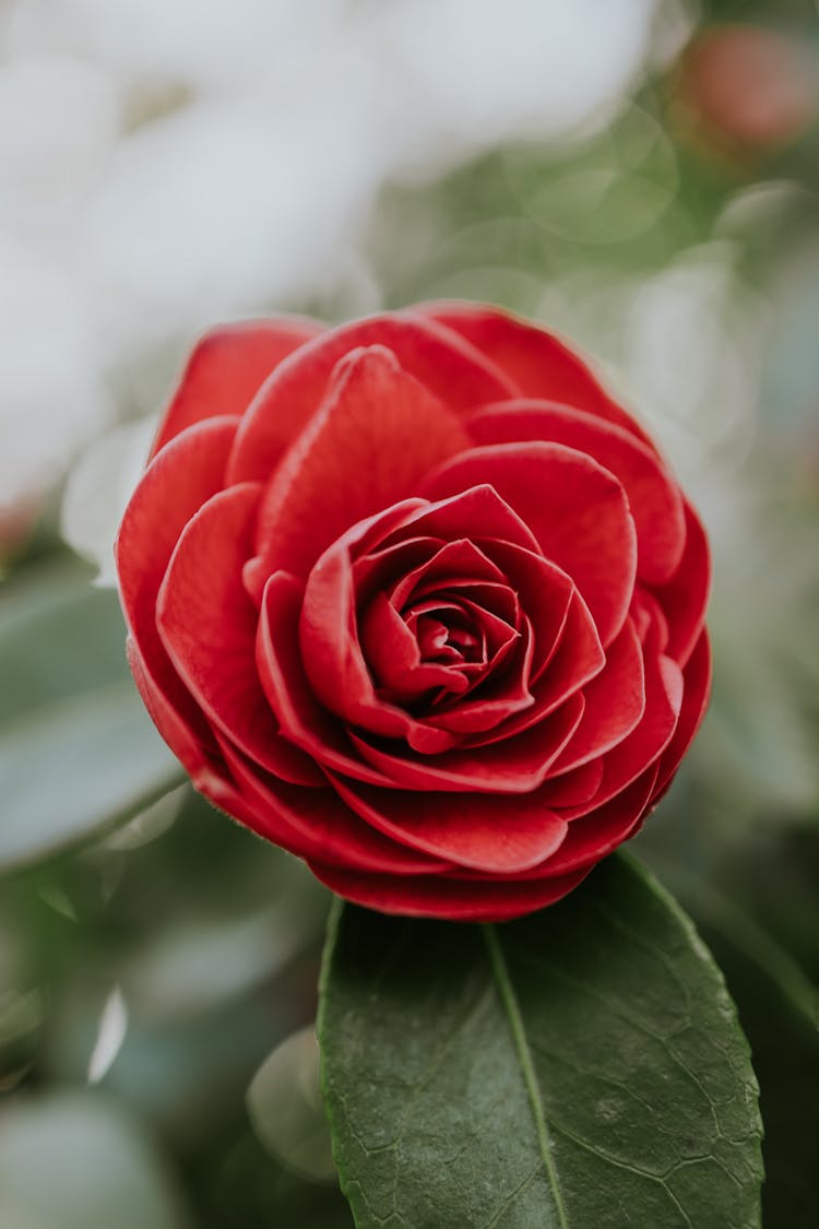 A Close-Up Shot Of A Red Camelia Flower