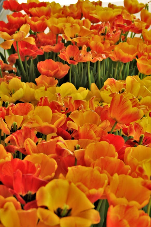 Foto d'estoc gratuïta de florint, flors, fotografia de flors