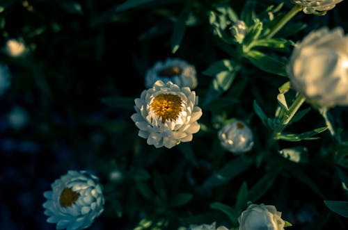 bezplatná Základová fotografie zdarma na téma bílé květy, detail, květinová fotografie Základová fotografie