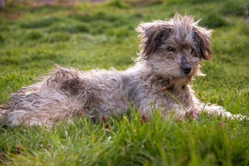 Free White and Brown Long Coated Dog on the Green Grass Field Stock Photo