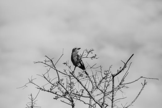 From below black and white of bird sitting on leafless tree twig under gray sky