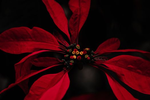 Top view of blossoming plant with curved red foliage and tiny petals on dark background
