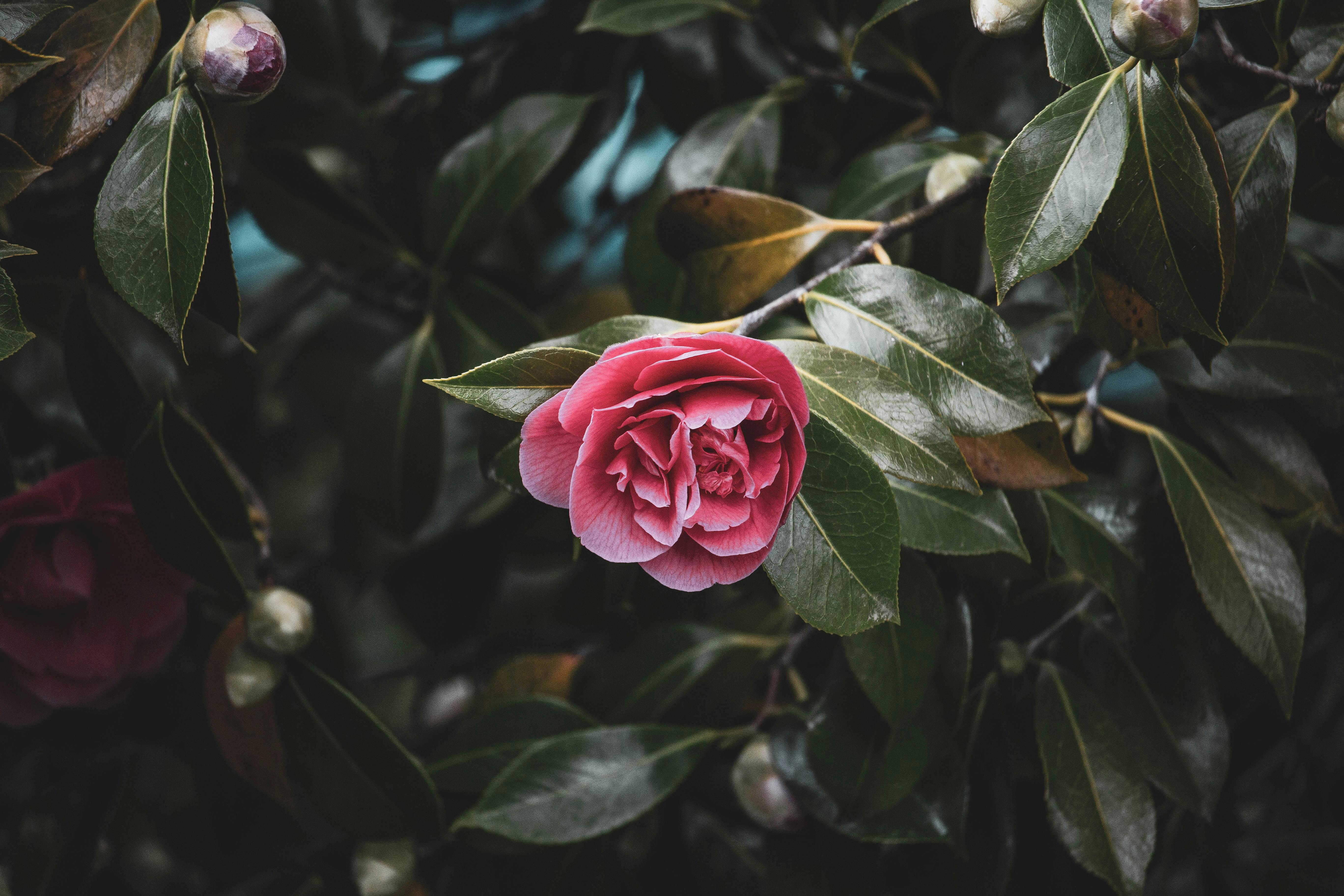 A vivid pink camellia flower in full bloom surrounded by lush green leaves.