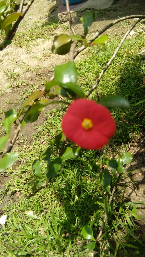 Free stock photo of p poppy, poppy flower Stock Photo