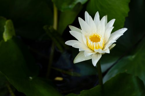 Free Close-up of a white water lily blooming with a blurred leafy background, showcasing nature's beauty. Stock Photo