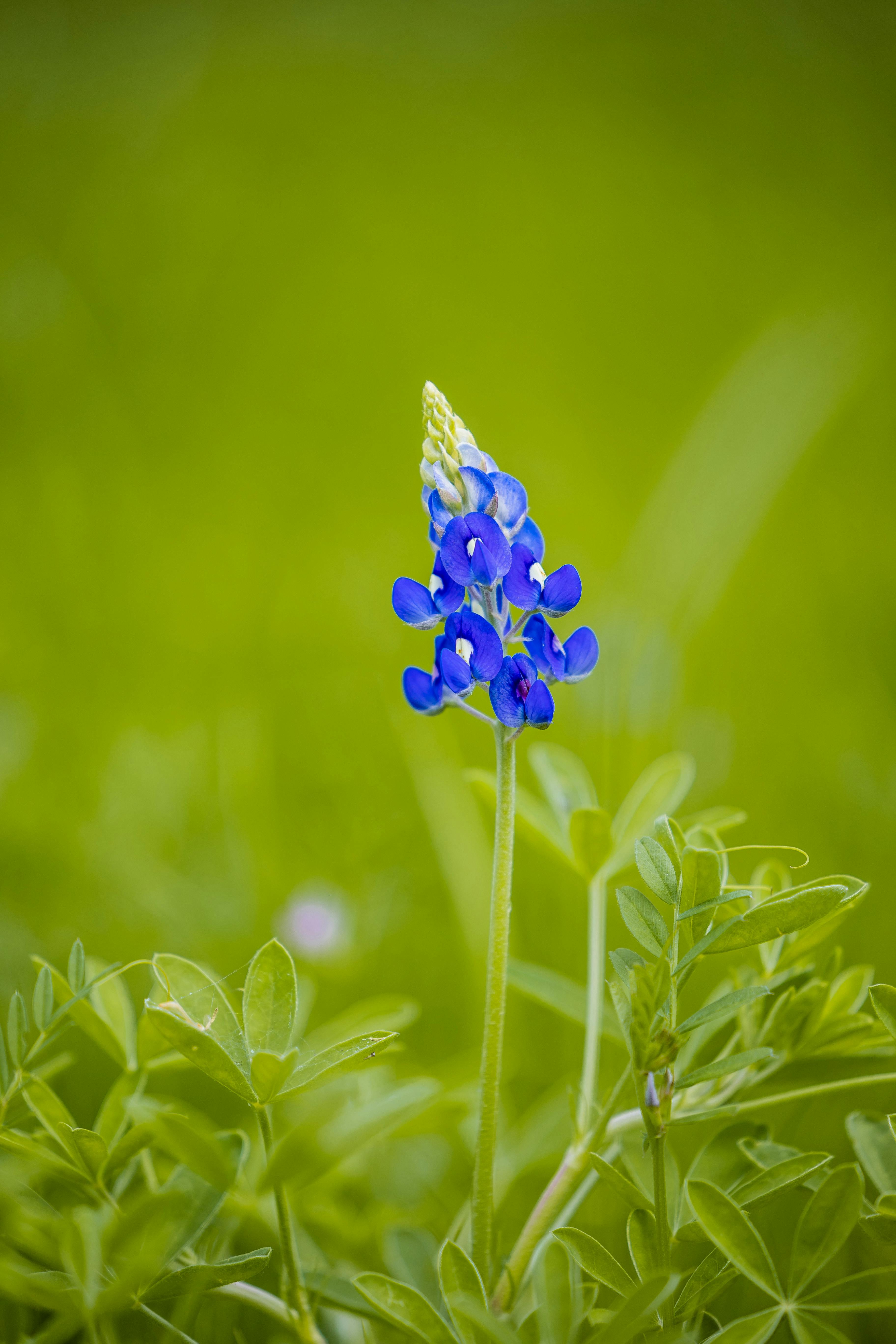 Wild Flower Bluebonnet in Texas Stock Photo  Image of country magenta  76664948