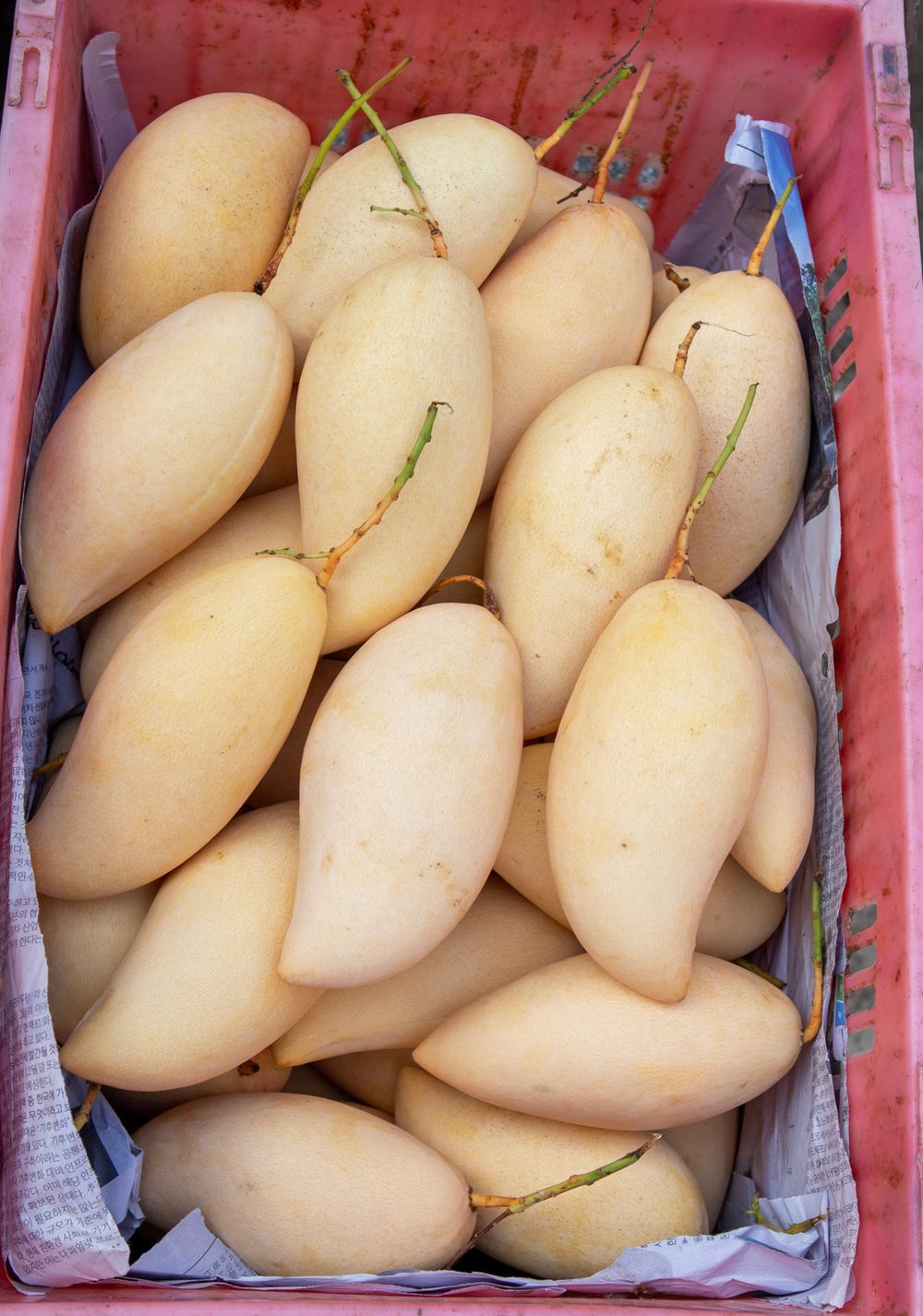 Fresh ripe mangoes packed in a produce crate