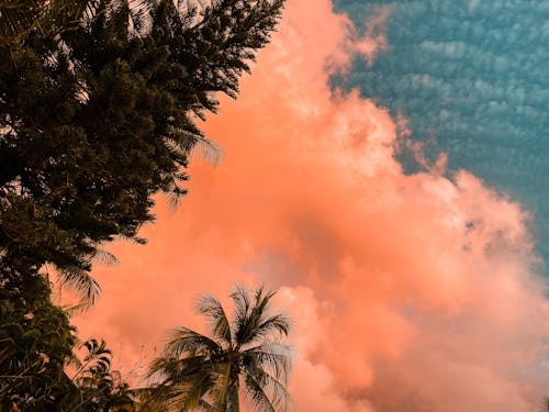 Free Orange Clouds Above Green Trees Stock Photo