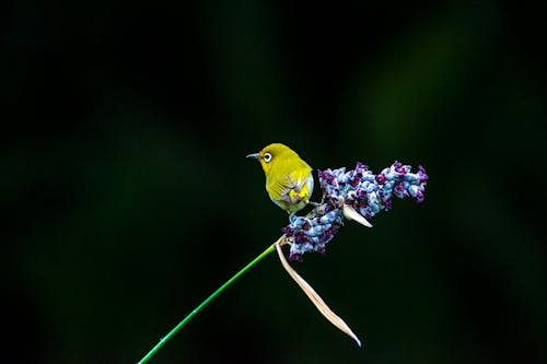 免费 一只小绿鸟栖息在蓝花上 素材图片
