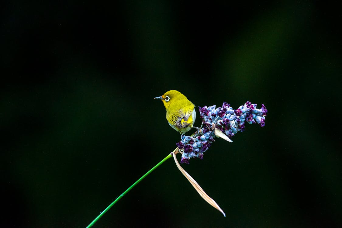 A Small Green Bird Perched on Blue Flowers