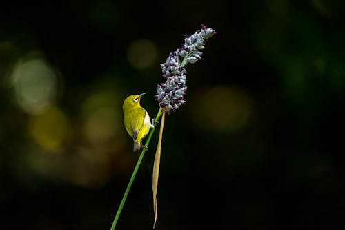 Green Bird Perched on a Stem