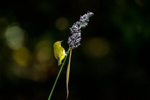 A close-up of a Warbling White-eye bird perched on Thalia Dealbata flower, set against a blurred background.
