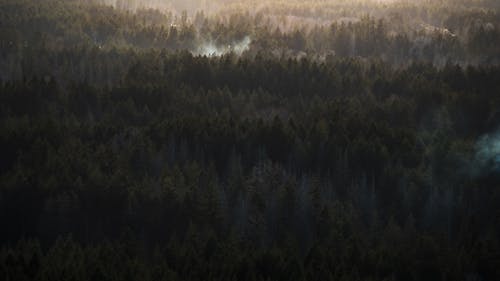 Gratis stockfoto met bomen, Bos, bossen