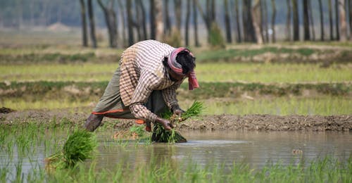 Foto d'estoc gratuïta de agrícola, agricultor, agricultura