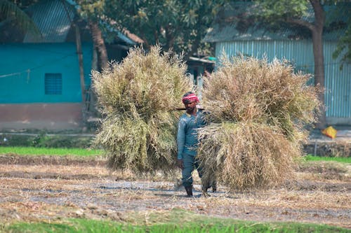 Free 
A Man Carrying Crops Stock Photo