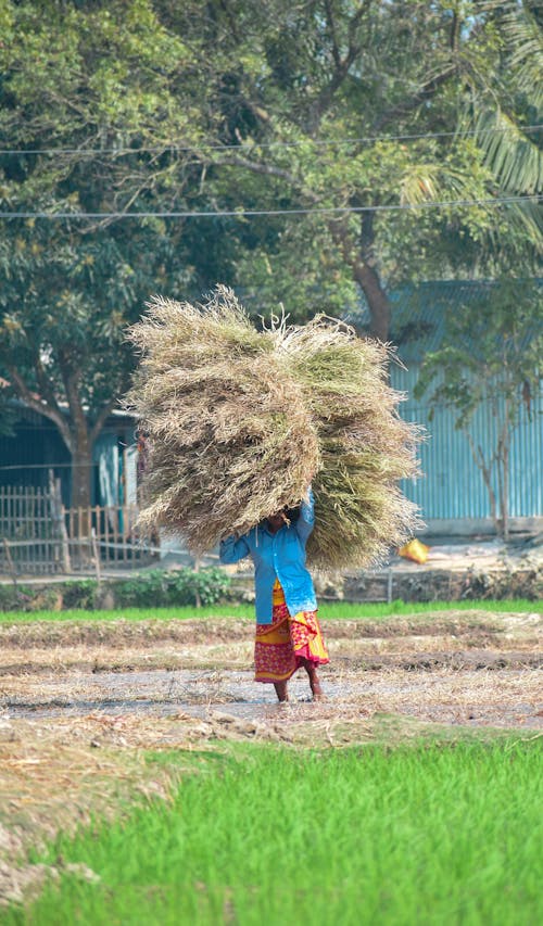 A Farmer Carrying Dry Plants