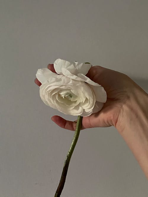 Free Person holding white flower on stem Stock Photo