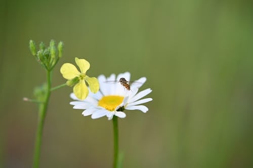 免费 昆蟲, 植物群, 綻放 的 免费素材图片 素材图片