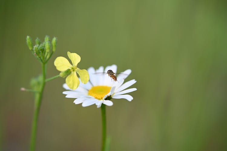 
A Bee Flying Over A Daisy Flower In Bloom