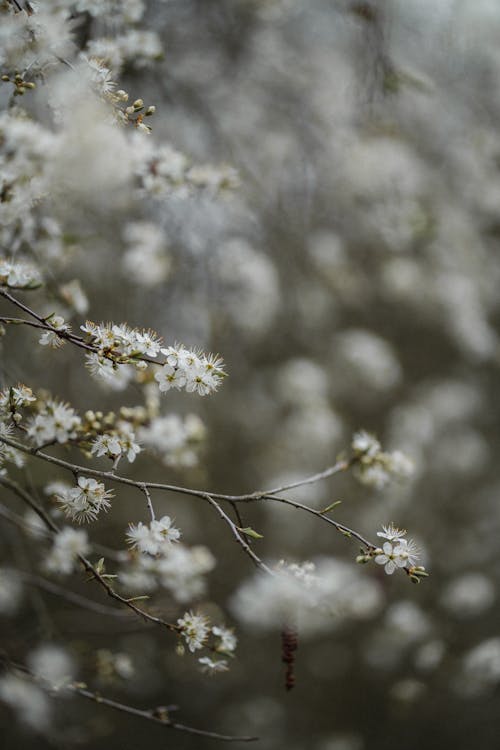 Základová fotografie zdarma na téma čerstvý, hloubka ostrosti, jasný