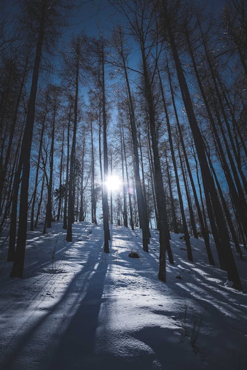 From below of picturesque scenery of snowy forest with evergreen tall coniferous trees on sunny cloudless day