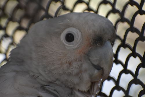 Free stock photo of african gray parrot, african grey, african grey parrot Stock Photo