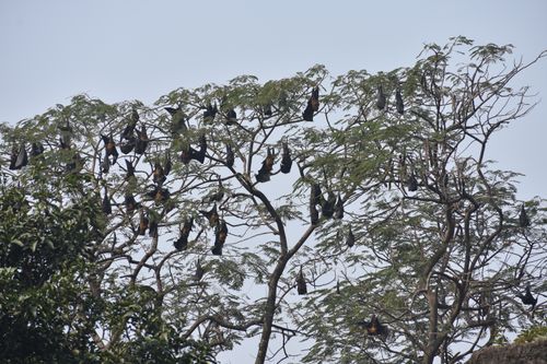 Free stock photo of bat, bat nest, bat nest buyers Stock Photo