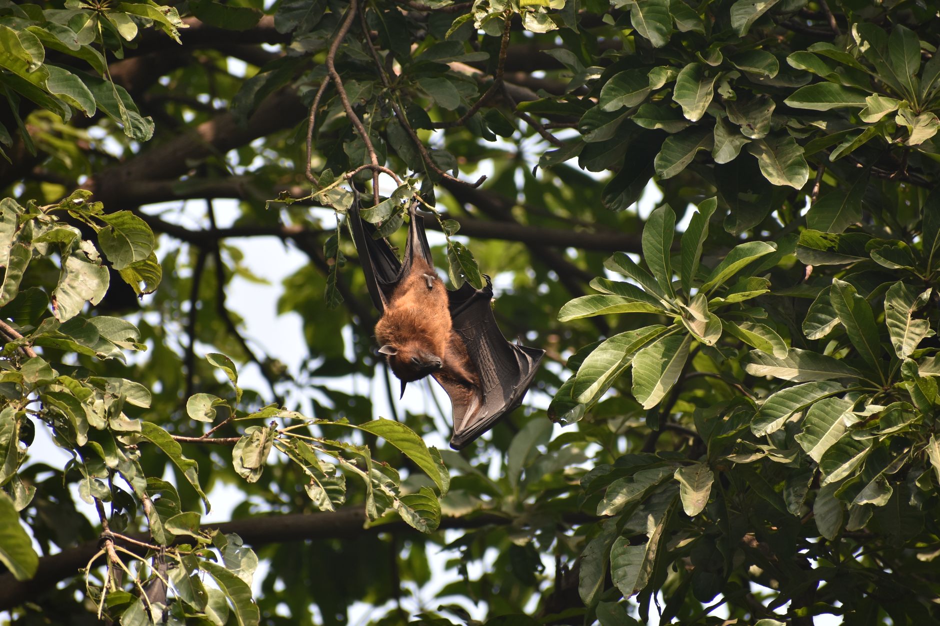 A bat hanging upside down on a tree branch surrounded by lush green leaves.